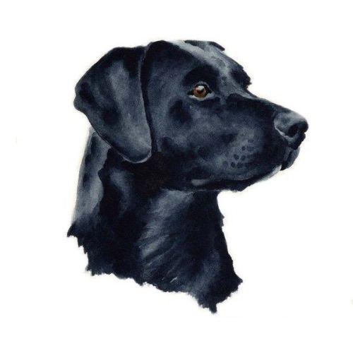 Labrador Negro